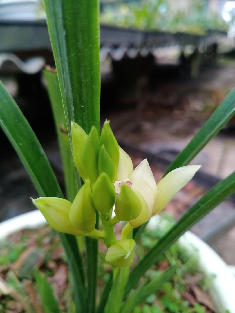 直播间一物一拍秋榜兰种植