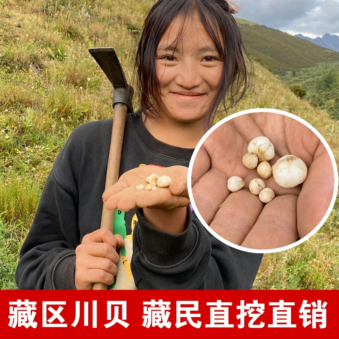 双11干贝母正品四川甘孜州松贝50g晒干川贝母原产地直销川贝贝母