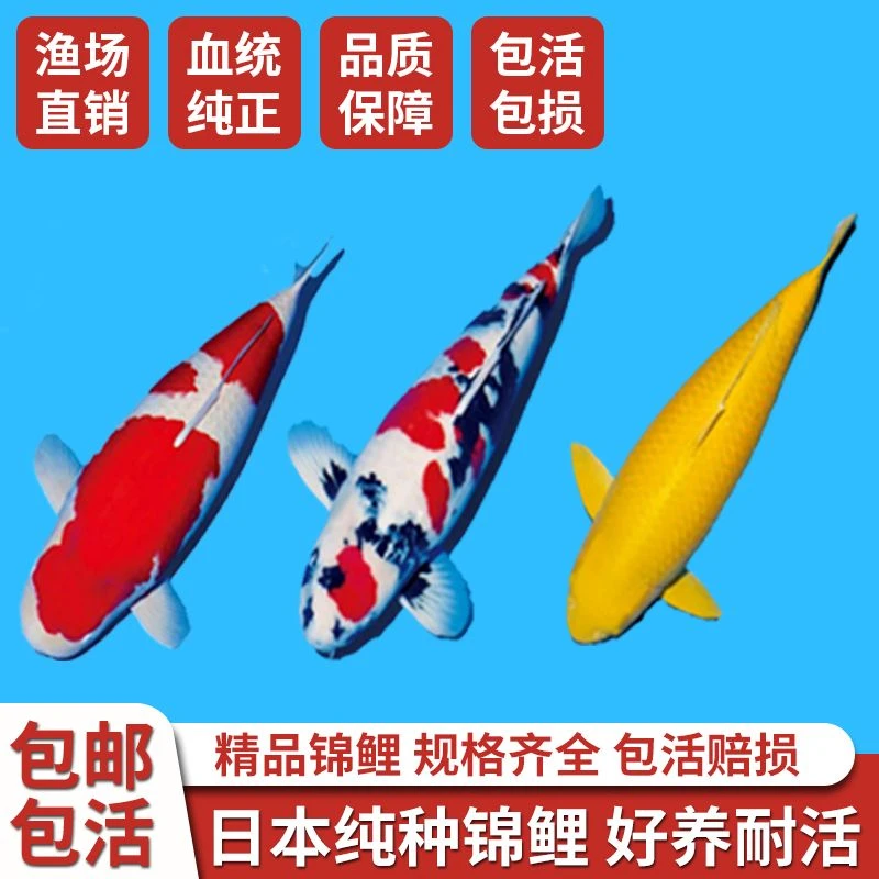 6号锦鲤包邮包活到家入缸后死亡不理赔