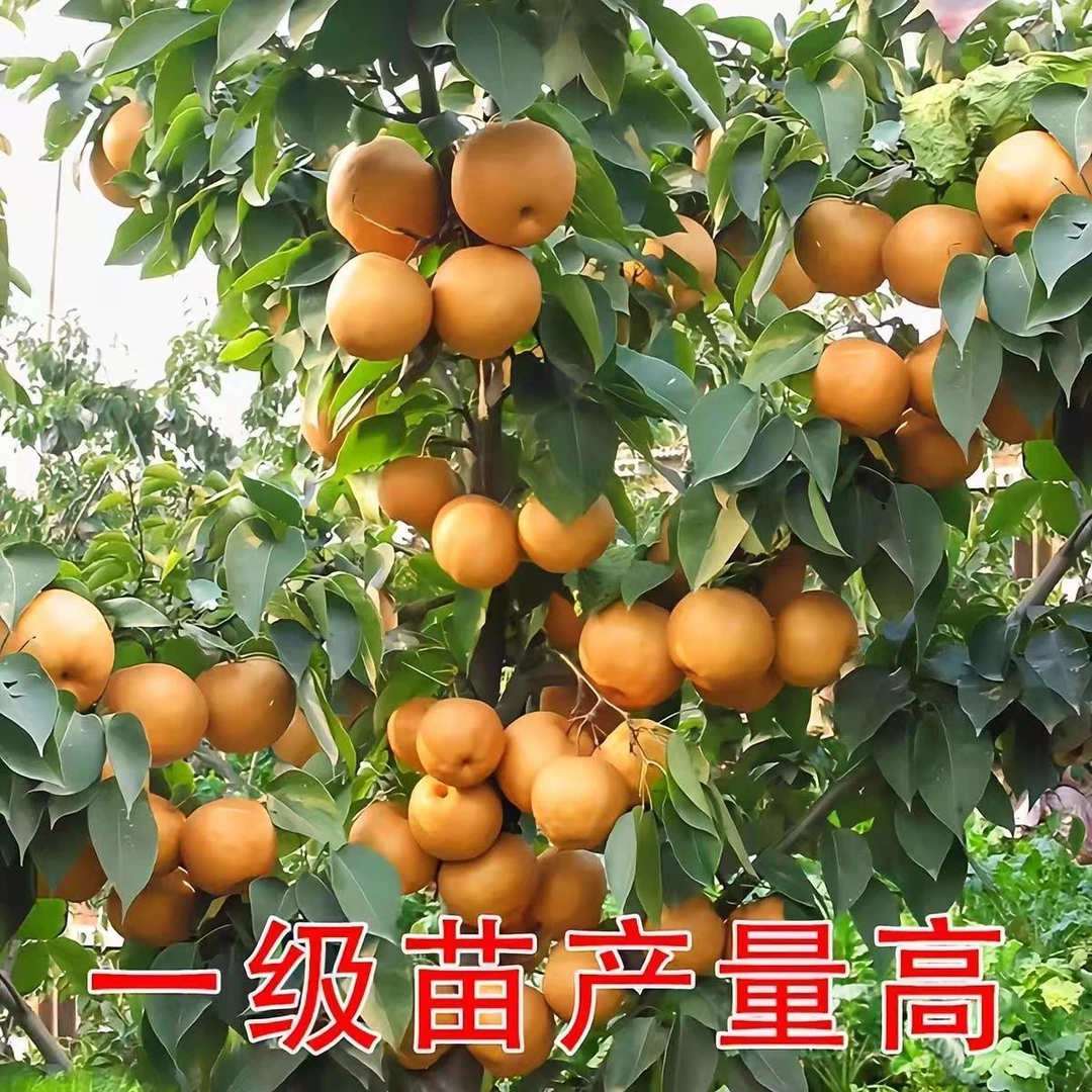 大果秋月梨树苗盆栽地载