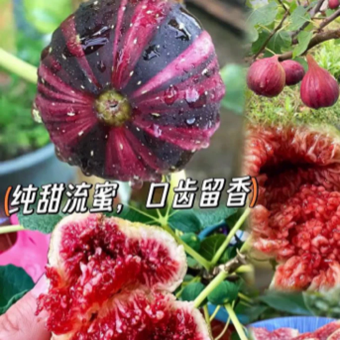 正宗对版BNR彩虹无花果树苗