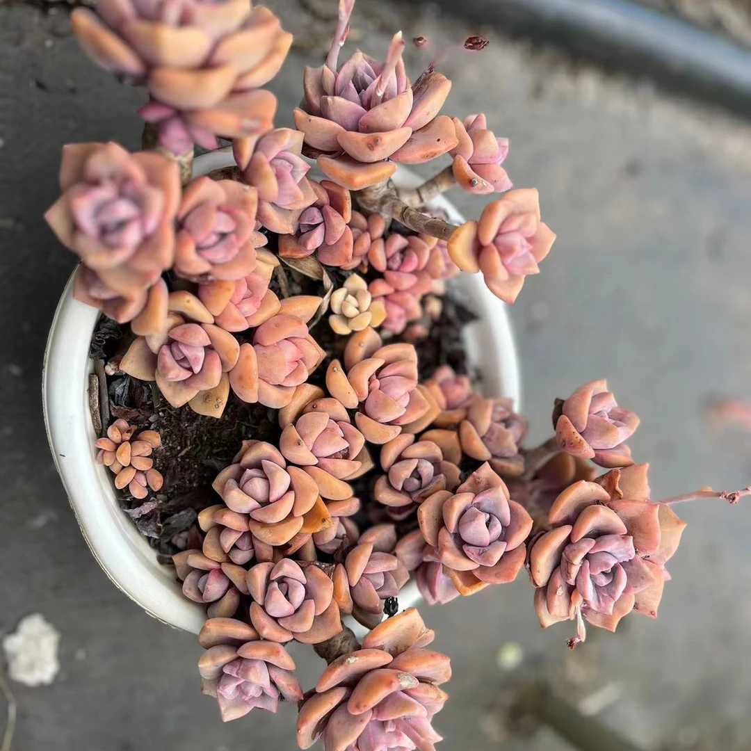 彩虹糖多肉多头群生实物以直播间为准飘枝多肉植物