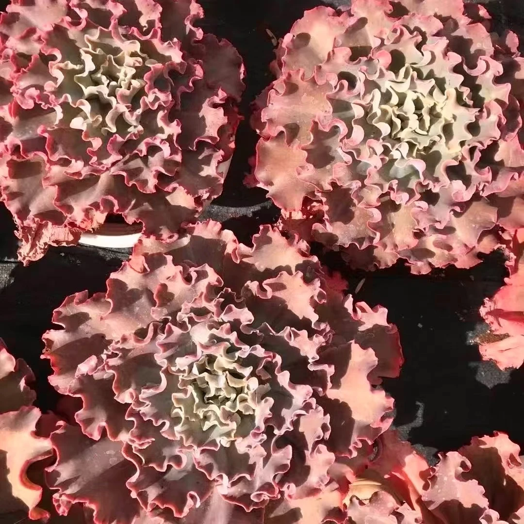 高砂之翁超大单头包菜系高沙多肉植物种植单头脱土发货