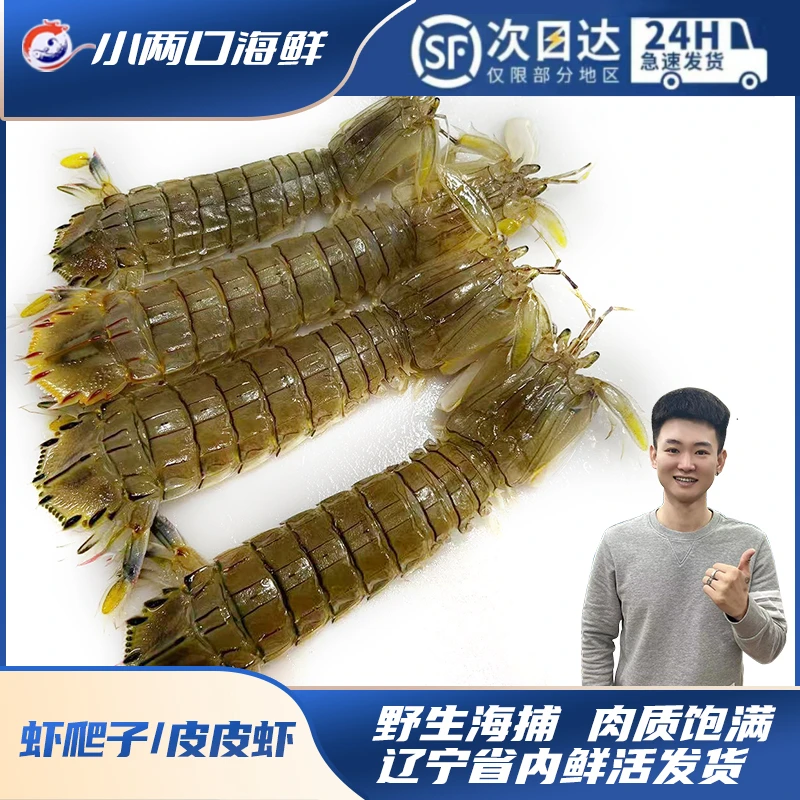 【小两口海鲜】大连当地庄河海捕皮皮虾/虾爬子2斤起拍，保鲜不保活