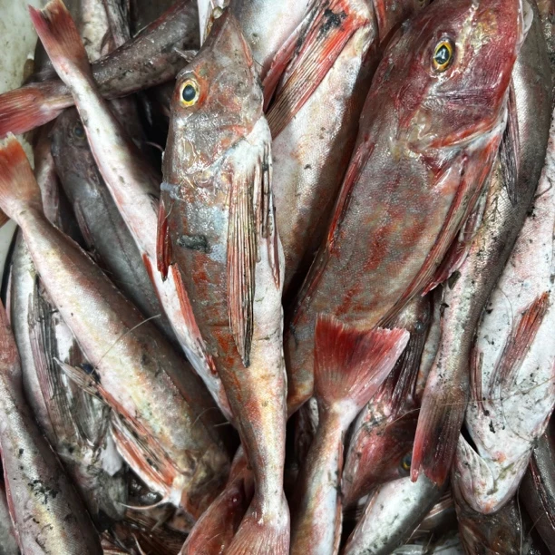 【小两口海鲜】红头鱼4斤大连发货