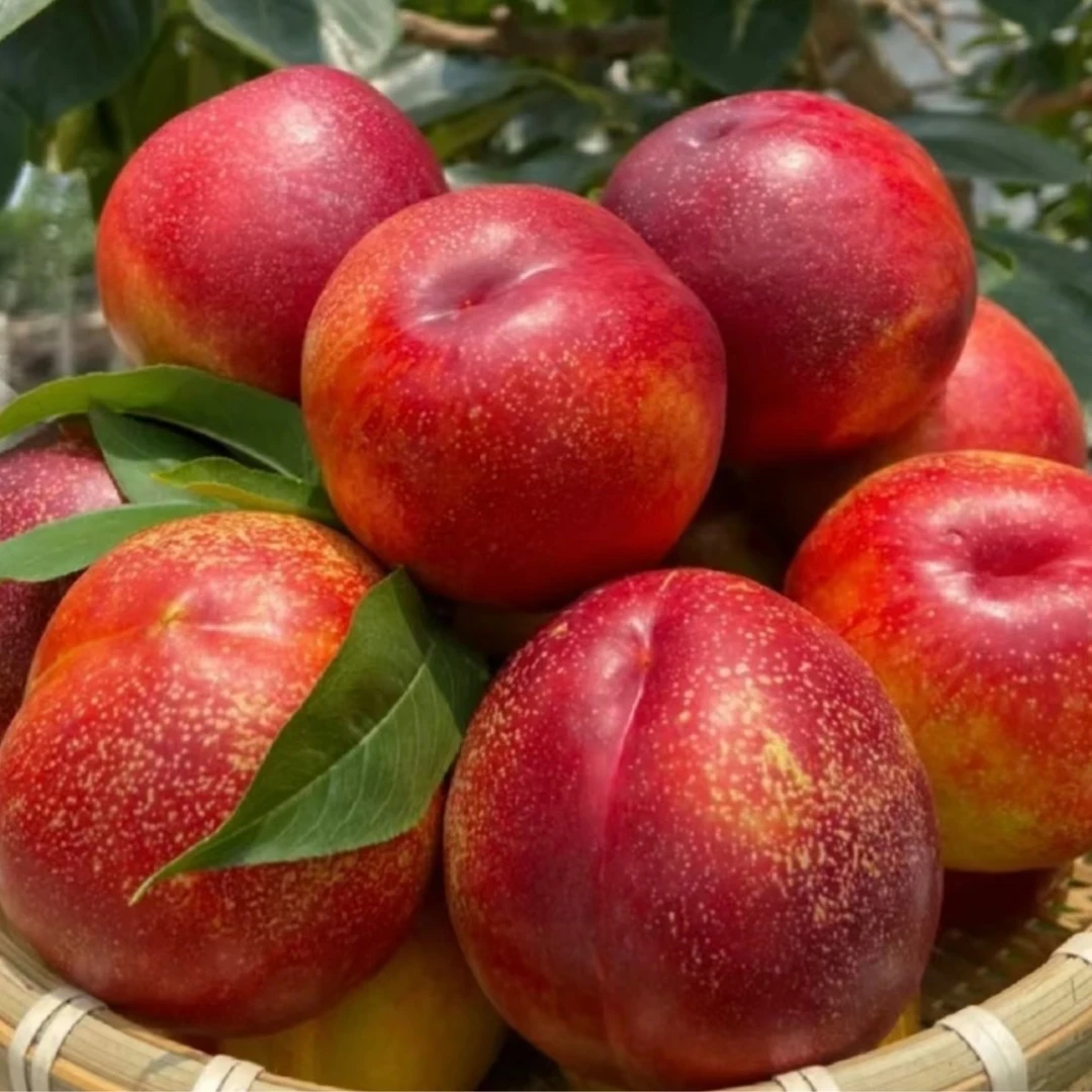 油桃9.9元/2斤(±40g) 脆甜口山东省