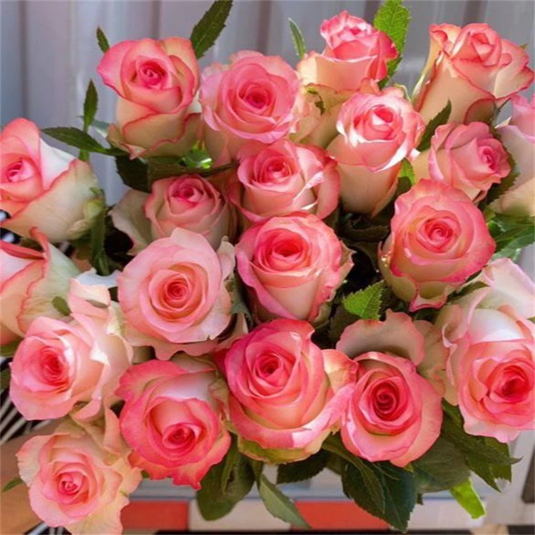 爱莎玫瑰花束鲜花 精致漂亮鲜花云南新鲜花束直发夏季修剪花儿