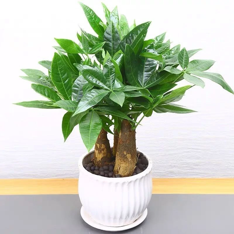 发财树盆栽植物客厅阳台卧室一年四季常绿