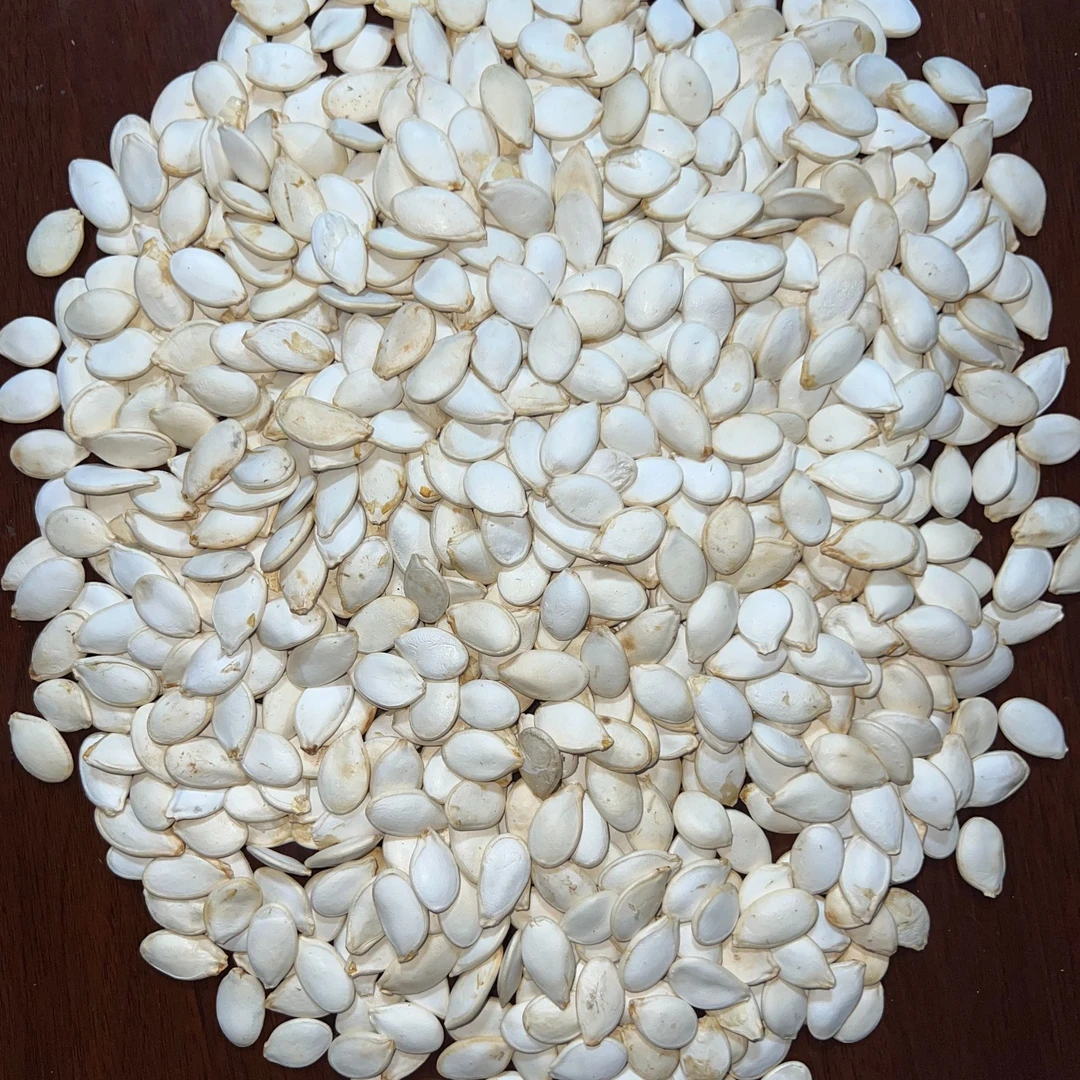 生货 雪白白瓜子 倭瓜子营养食用产品精选