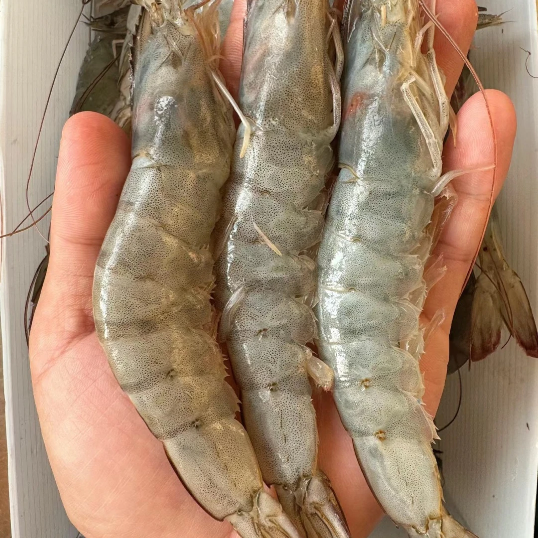 青岛海补冰鲜白虾3斤装鲜嫩美味当日达送货上楼