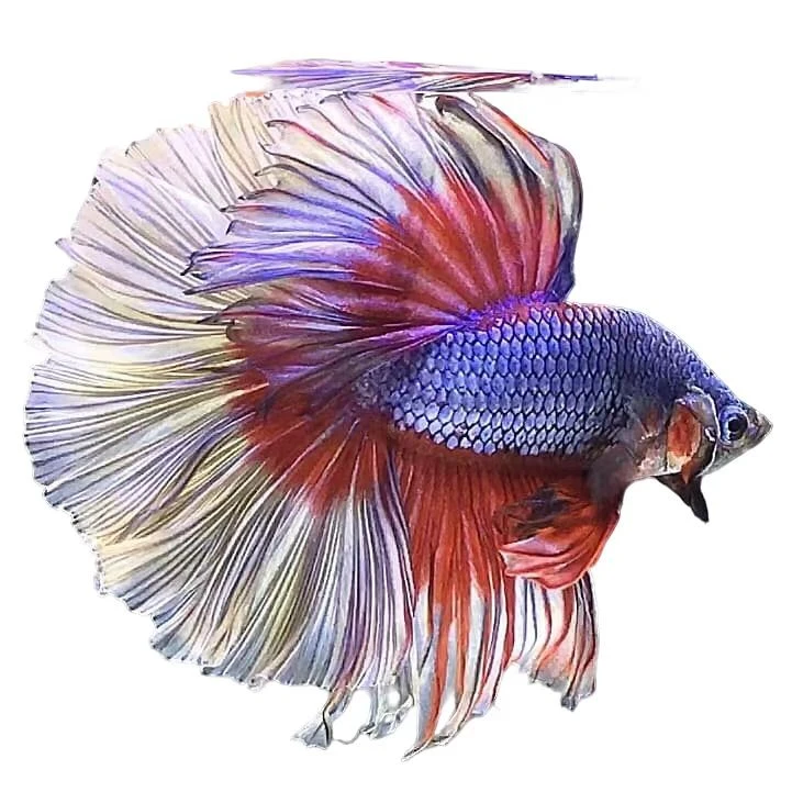 【49-72】泰国斗鱼活鱼婚纱鱼粉白仙女鱼七彩斗鱼热带鱼小鱼观赏鱼