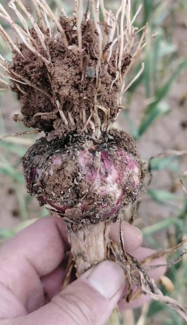 大蒜地蛆加强版药方案二