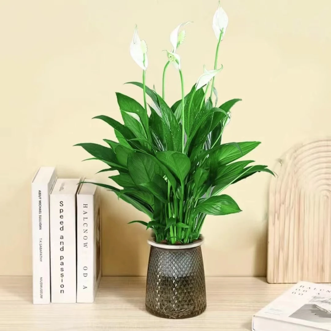 水培白掌一帆风顺办公桌前台摆放四季常绿易养活植物美观鲜活