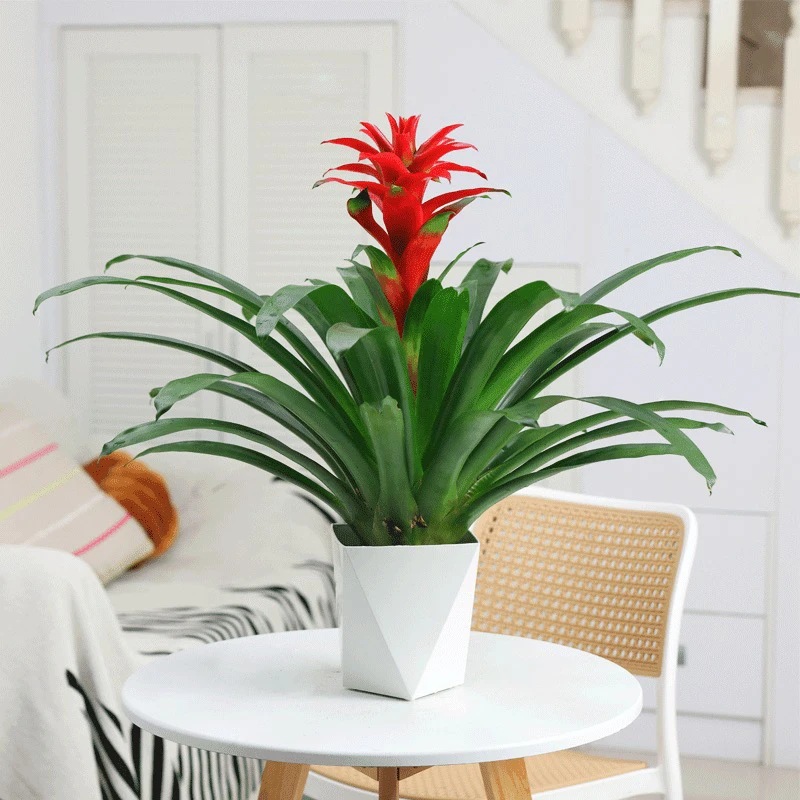 鸿运当头盆栽【拍一发二盆】小红星开红花室内客厅大型绿植物凤梨花