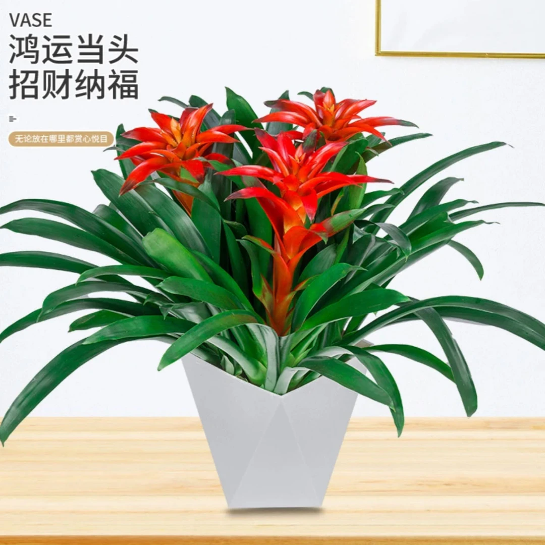 鸿运当头凤梨花室内绿植盆栽好养易活吸甲醛净化空气M