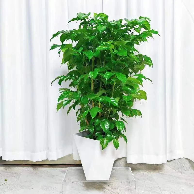 【50-60cm】绿宝幸福树好养绿植四季常青净化空气绿植盆栽植物