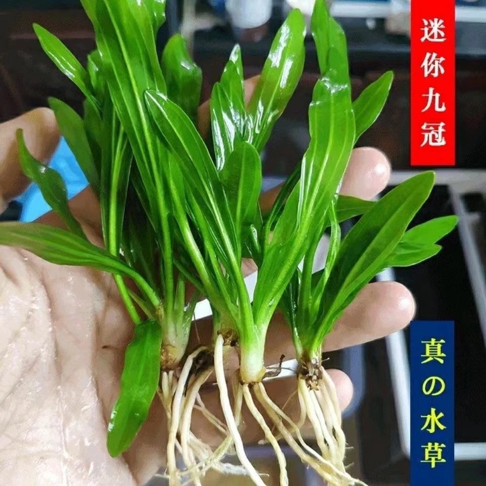 【清风】迷你小九冠前景水草长不大水草有根水草