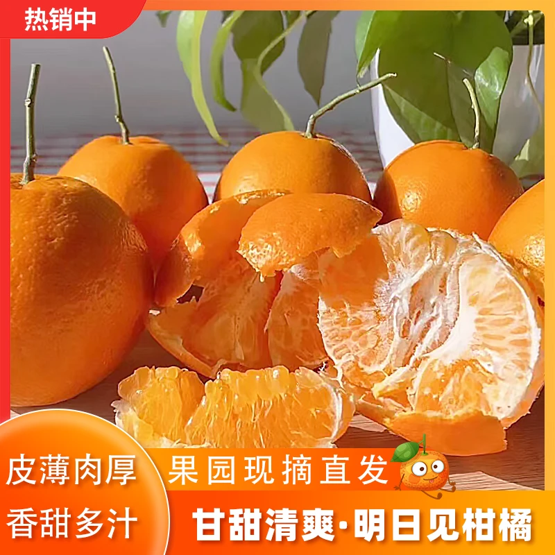 正宗四川明日见新鲜美味饱满多汁成熟香甜优质产品精选品质采摘