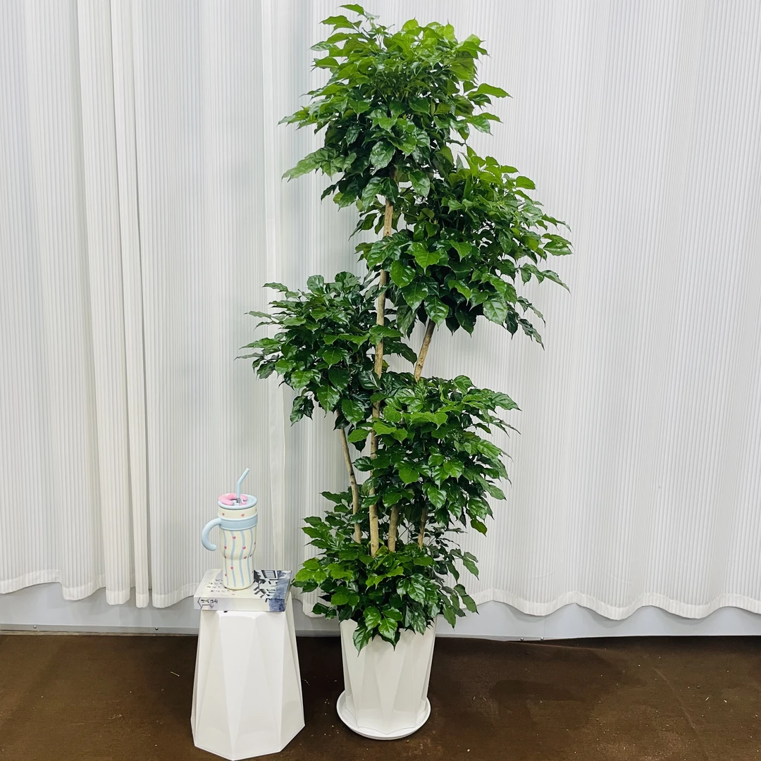 五层幸福树盆栽植物多层绿宝净化空气高杆大型发财树绿植生长