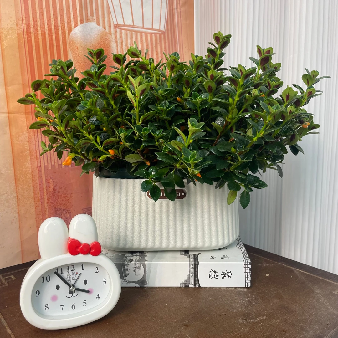 金鱼吊兰室内好养护年年有余四季常绿开花客厅办公桌美观绿植盆栽