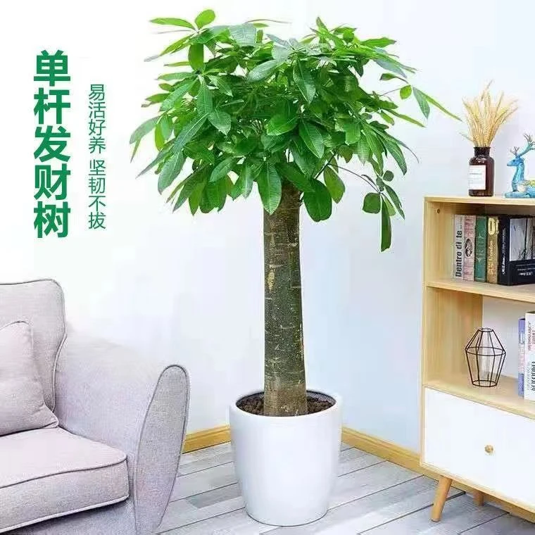 1.3-绿植花招财直供植物客厅室内盆景客厅绿植大盆栽发财树大棵