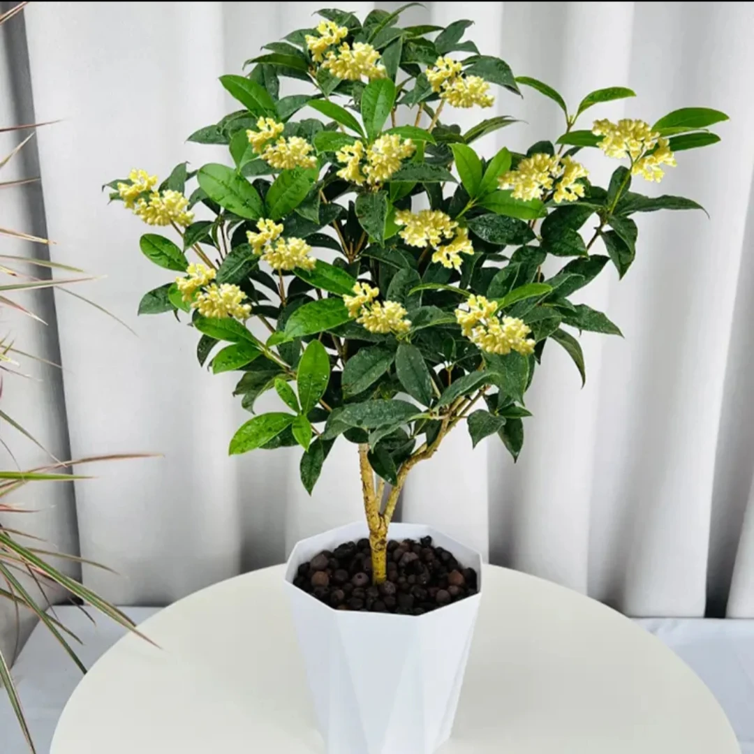 精选桂花树浓香庭院大树四季开花景观树苗花园树苗包邮传统盆栽