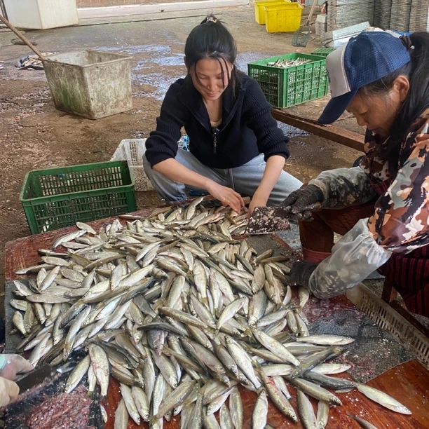 鄱湖餐条鱼新鲜打捞去除内脏3斤