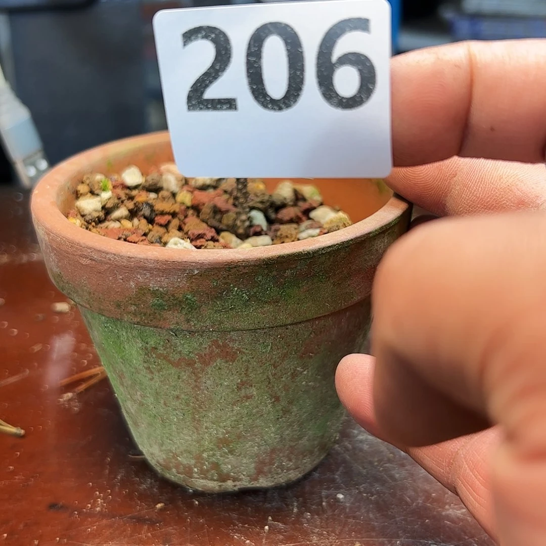 红陶健健康康快快乐乐了