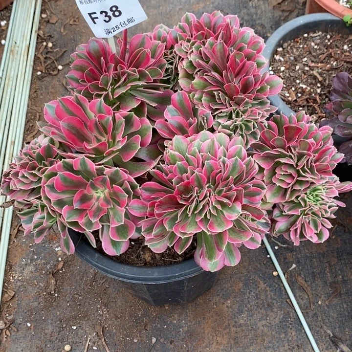 冰****2多肉女巫缀化F38