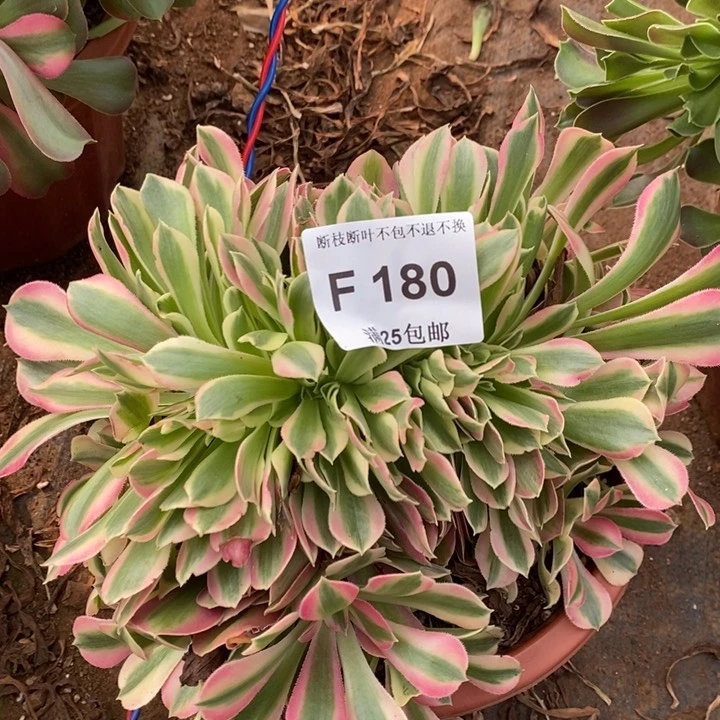 多肉女巫众星捧月缀化F180