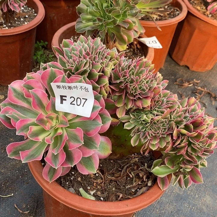 在**方多肉女巫缀化F207