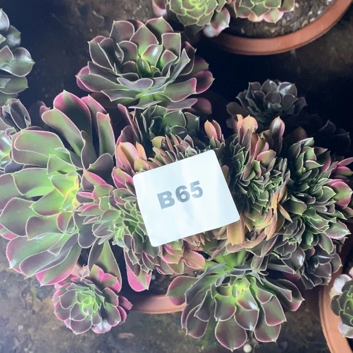 法师老庄缀化B65
