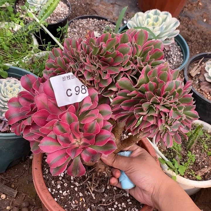 爱****悔多肉法师女巫缀化C98