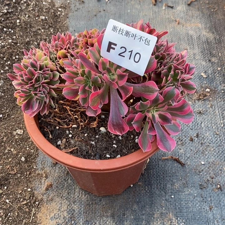 熊*多肉女巫缀化F210