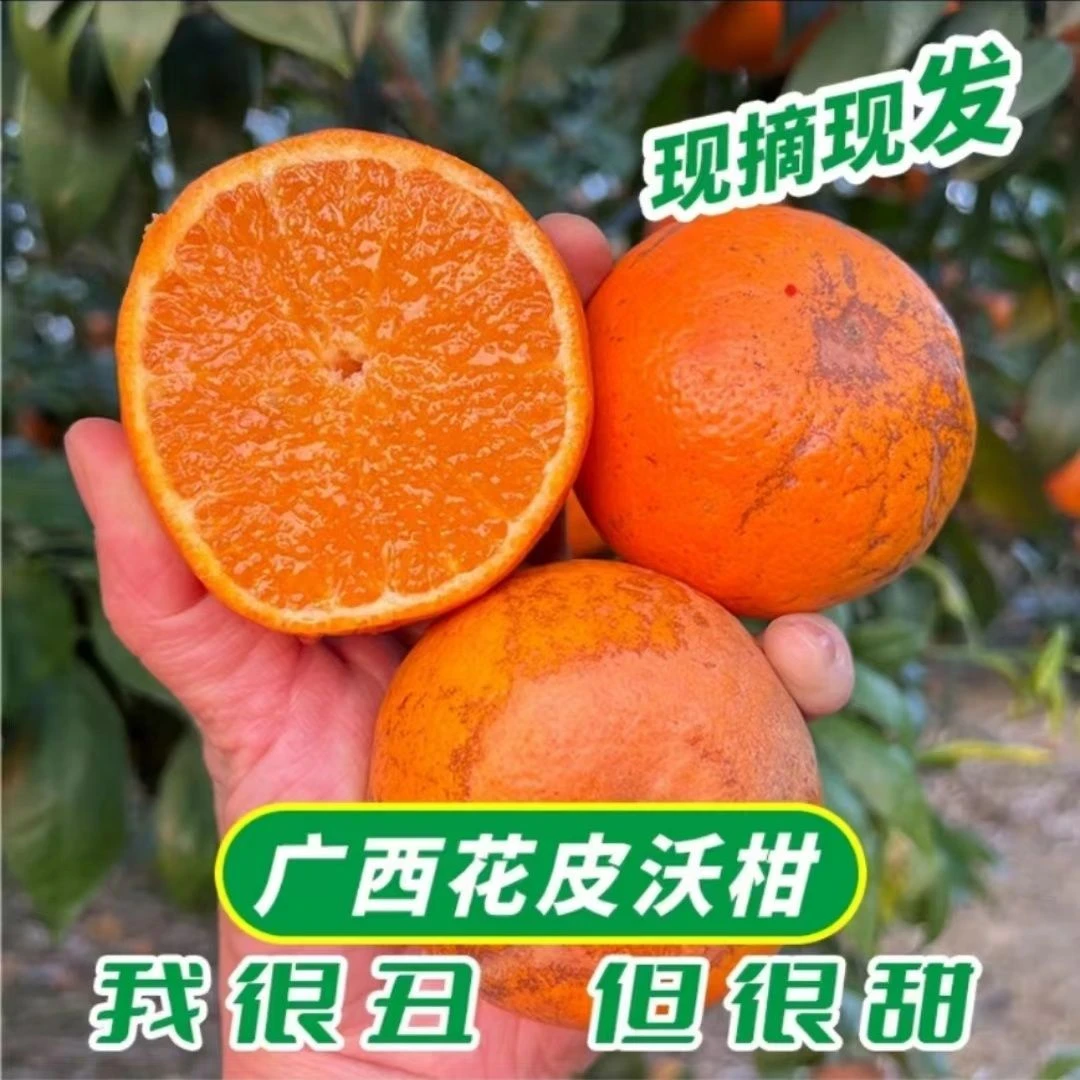 广西武鸣花皮沃柑甜多汁采摘新鲜柑橘薄皮香甜肉厚广西沃柑发货