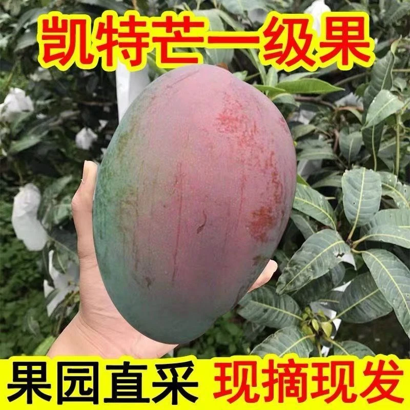 四川攀枝花凯特芒果特大大皮薄肉厚新鲜水果非青芒5斤装1克