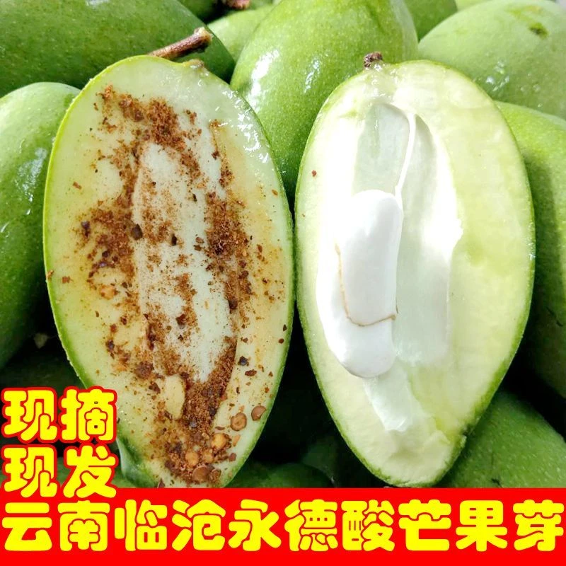 酸脆芒果芽云南临沧生吃芒果芽 新鲜水果三年芒 生芒果酸脆青芒果