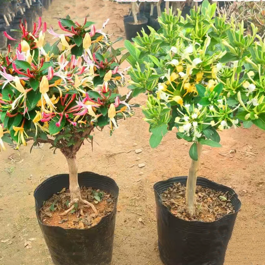 金银花盆栽 观花泡茶花香浓郁 南方北方盆栽地栽室内室外都可种植