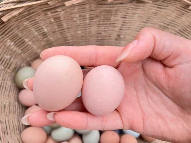 正宗农户散养草鸡蛋