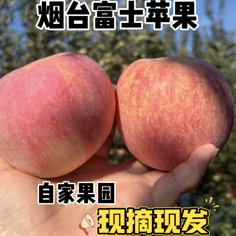 正宗山东烟台富士苹果脆甜多汁新鲜采摘产地直发