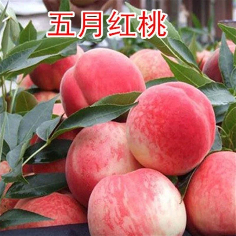 云南水蜜桃树苗嫁接黄桃冬桃当年结果南北方种植树苗桃树果苗种植