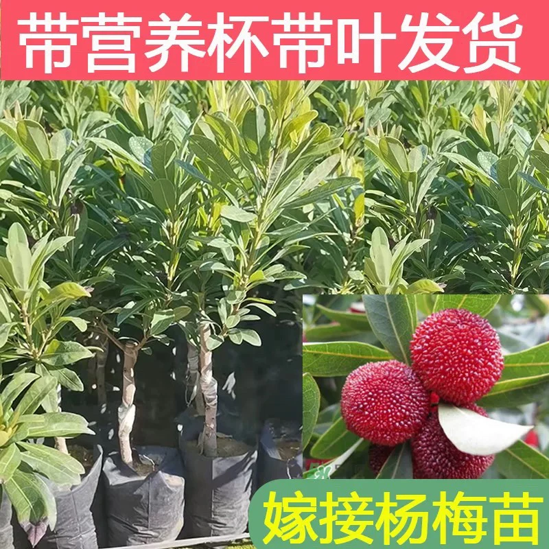云南东魁杨梅树树苗南方嫁接水晶水果树果苗早熟特大东槐当年结果