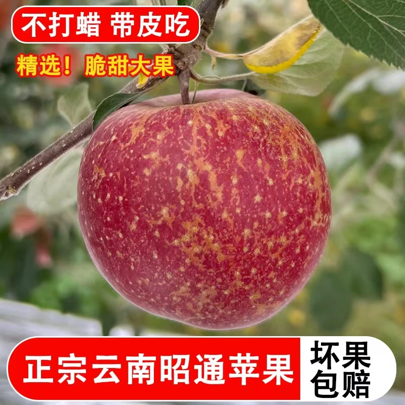 云南昭通丑苹果冰糖心红富士当季应季新鲜采摘产地直销现摘现发