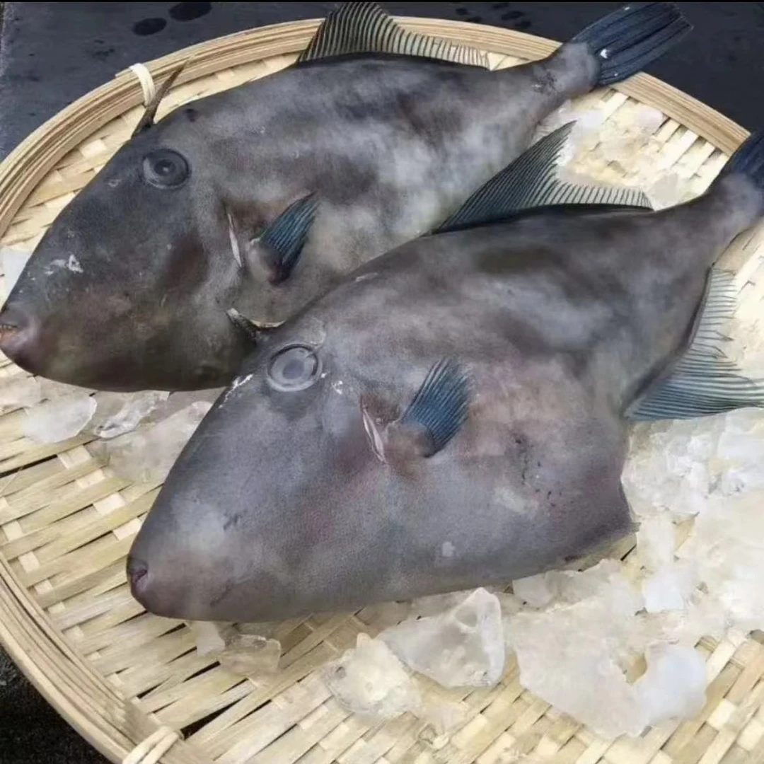 【橡皮鱼】橡皮鱼 个大肉嫩 新鲜好吃