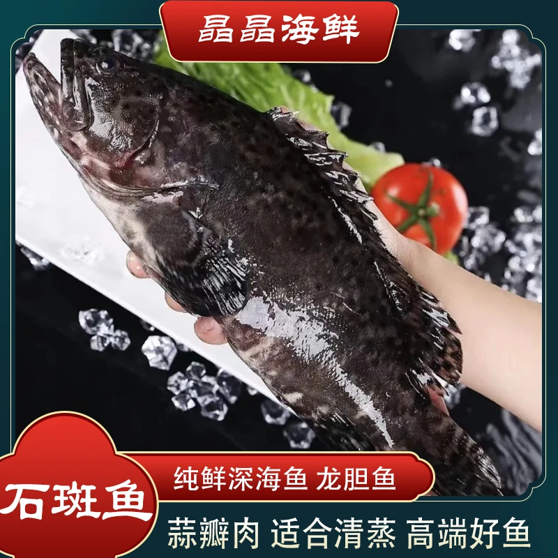 【石斑鱼】新鲜海捕石斑鱼原生态深海鱼肉质鲜美