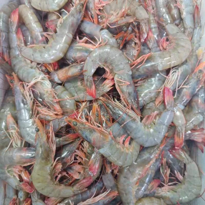【红尾东方虾】东方虾高盐度鲜虾海水虾 又鲜又甜