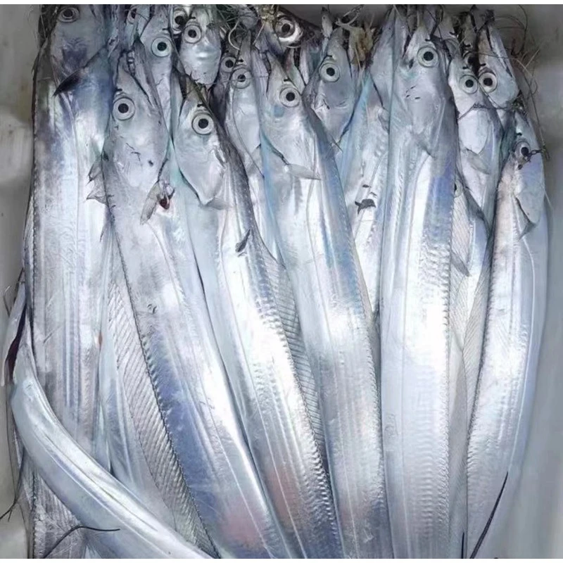 【东海油带】东海油带肉质鲜美肚皮薄部分破肚
