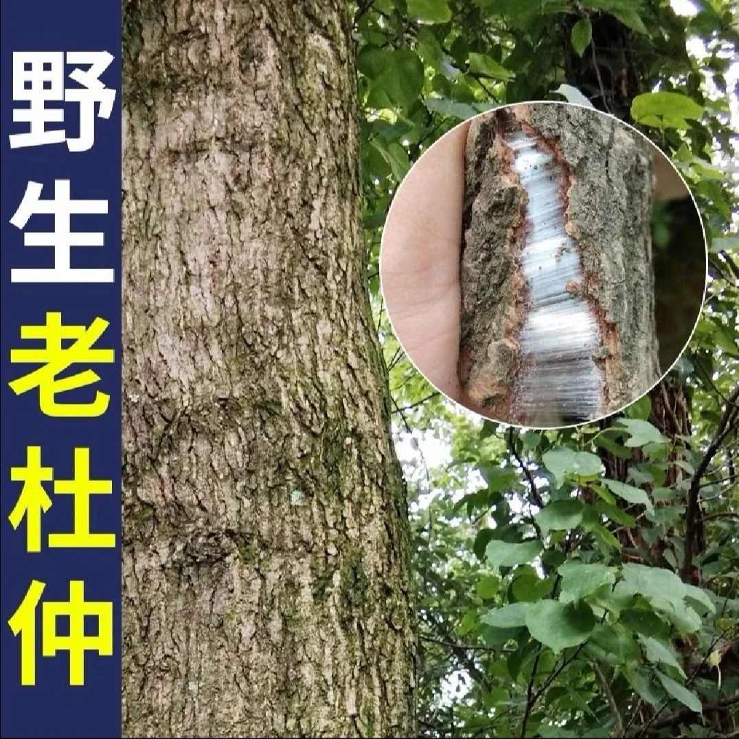 甘肃大山里采剥的老树皮~杜仲