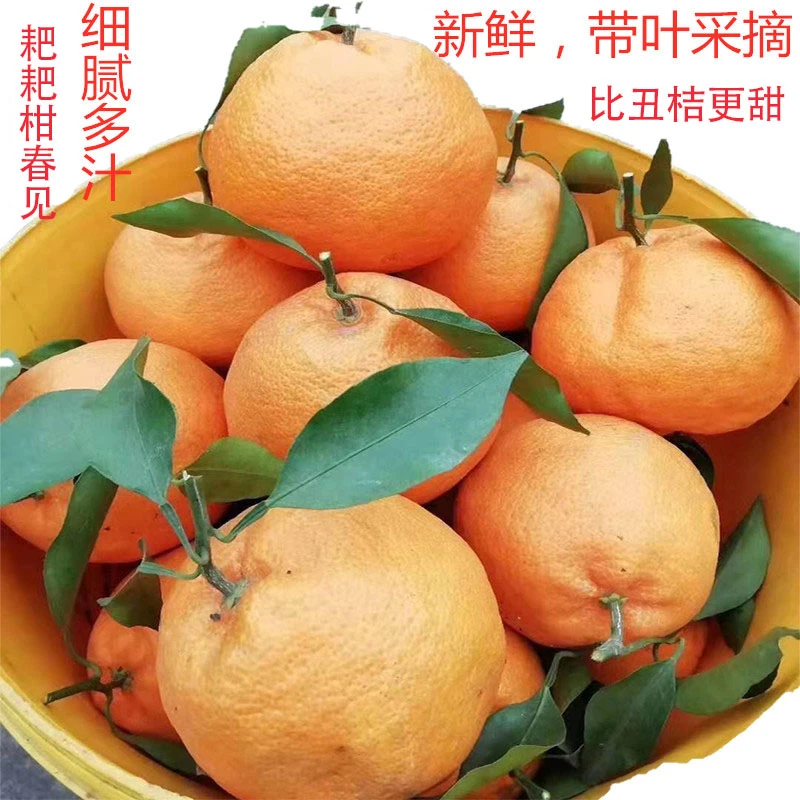 丹棱耙耙柑春见甜细腻多汁四川眉山当季新鲜大果现摘现发净重5 斤