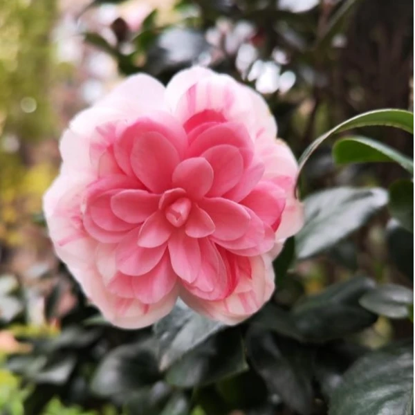 七仙女茶花品种山茶花植株养好酸性日常养护冬季适宜使用花色丰富